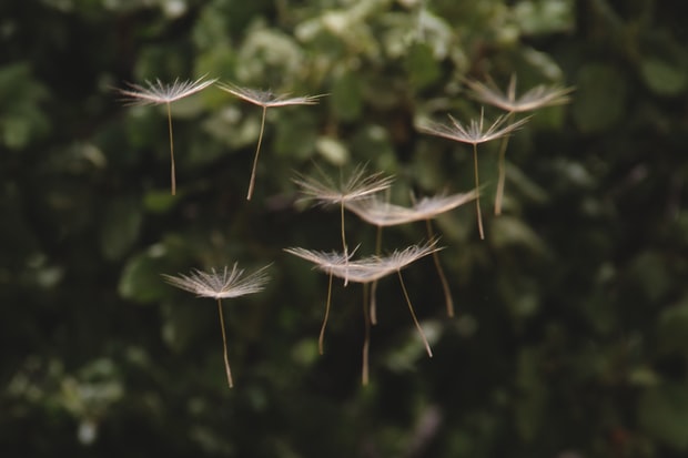 dandelion seeds floating in the air